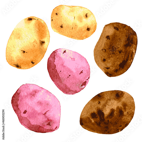 Potato tuber set: pink, brown and Golden. Hand drawn illustration isolated on white background. Vector