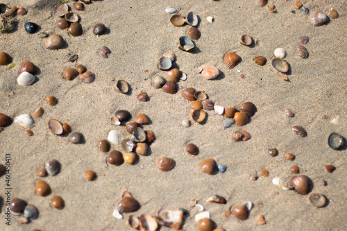 seashells on the beach sand texture background
