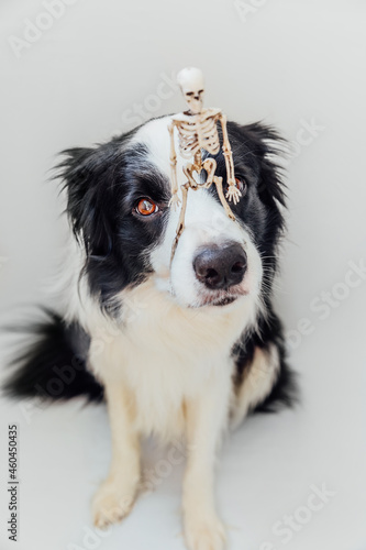 Trick or Treat concept. Funny puppy dog border collie holding skeleton on nose isolated on white background. Preparation for Halloween party. © Юлия Завалишина