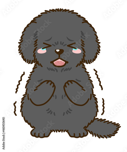 おびえるトイプードル（黒）