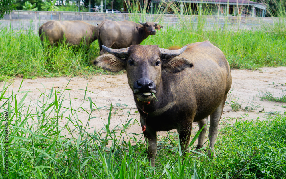 buffalo eating grass in nature