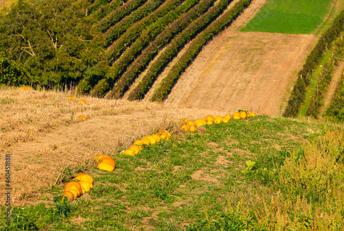 winw, vinyeard, South Moravia, landscape photo