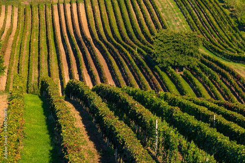 winw, vinyeard, South Moravia, landscape photo