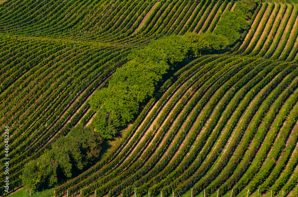 winw, vinyeard, South Moravia, landscape