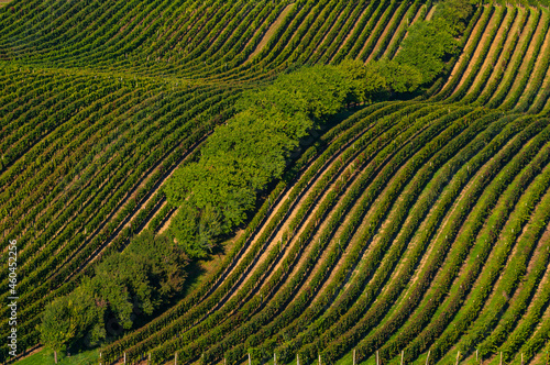 winw  vinyeard  South Moravia  landscape