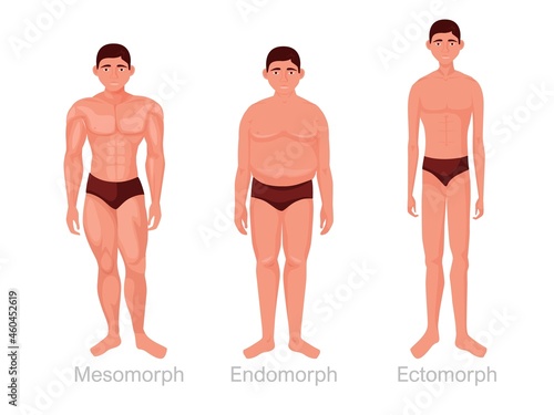 Human body types. Mesomorphic athletic body and full endomorphic with subcutaneous fat lean toned figure with thin long vector limbs photo