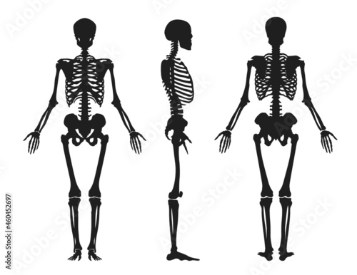 Human black silhouette of skeleton. Upper part with skull rib cage and arms turned in profile from front and side legs with hip joint and vector arms.
