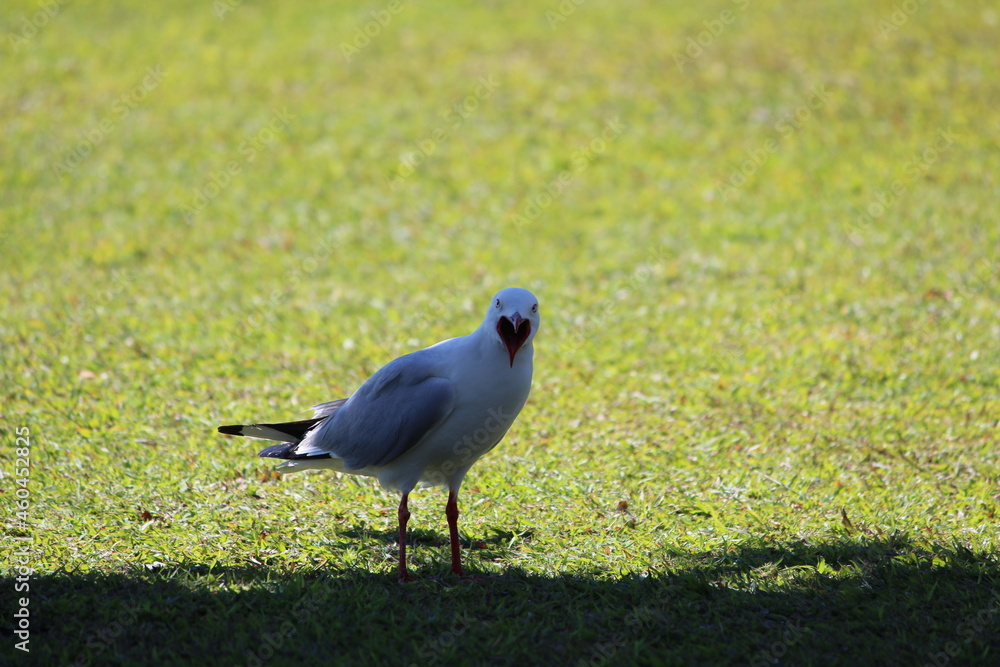 Fototapeta premium seagull