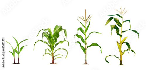Φωτογραφία Corn plant  growing isolated on white background for garden design