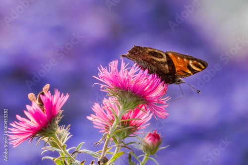 Pfauenauge das auf der Blüte einer Aster sitzt und Nektar durch seinen Rüssel trinkt auf einer benachbarten Blüte sitzt eine Biene photo