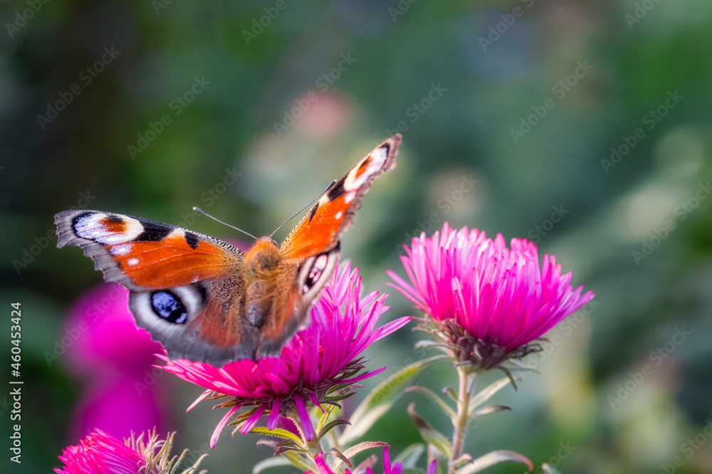 Pfauenauge das auf der Blüte einer Aster sitzt und Nektar durch seinen Rüssel trinkt Pfauenauge das auf der Blüte einer Aster sitzt und Nektar durch seinen Rüssel trinkt