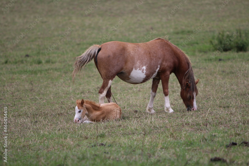 Horses Eating and playing in the field Horses Eating and playing in the field