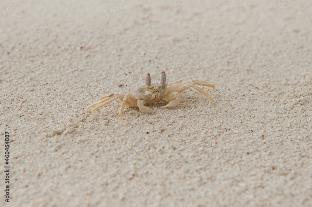 A crab on the beach is running on the white sand. Exotic animals in the resorts of tropical islands. The concept of a beach holiday in the tropics. A crab on the beach is running on the white sand. Exotic animals in the resorts of tropical islands. The concept of a beach holiday in the tropics.