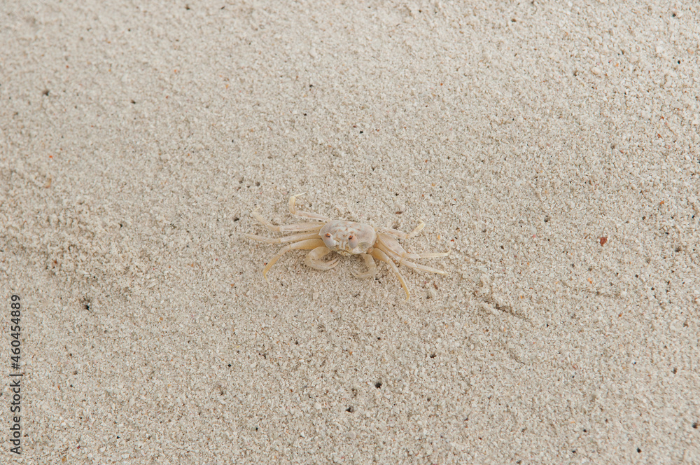 A crab on the beach is running on the white sand. Exotic animals in the resorts of tropical islands. The concept of a beach holiday in the tropics. A crab on the beach is running on the white sand. Exotic animals in the resorts of tropical islands. The concept of a beach holiday in the tropics.
