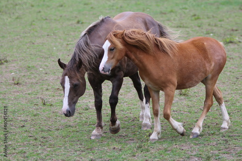 Horses Eating and playing in the field © Dan