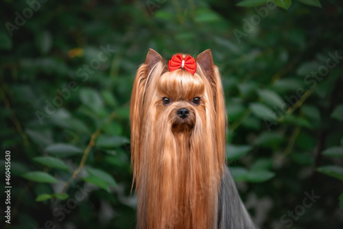 Dog Yorkshire Terrier lying on the grass