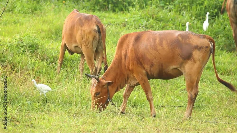 Thai cows eating grass in the field, out door Chiangmai Thailand Thai cows eating grass in the field, out door Chiangmai Thailand