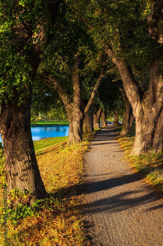 Naklejka premium River, way, trees, autumn,