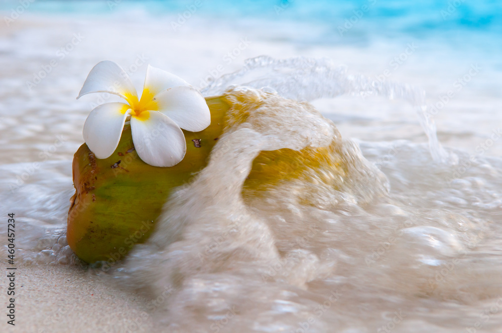 Fresh Coconut with an Exotic Tropical Plumeria Flower on a white Sandy Beach on the Sea Wave Beach Resort, Travel Vacation Luxury Freshness Maldives Thailand Indonesia Fresh Coconut with an Exotic Tropical Plumeria Flower on a white Sandy Beach on the Sea Wave Beach Resort, Travel Vacation Luxury Freshness Maldives Thailand Indonesia