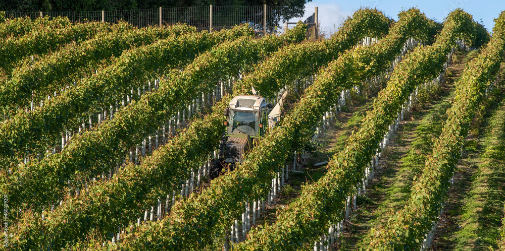 Hampshire, England, UK. 2021.  Tractor spraying vines in a Hampshire vineyard early autumn and before harvesting - obrazy, fototapety, plakaty 