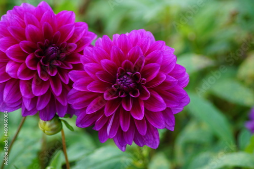 dahlias the kings of autumn