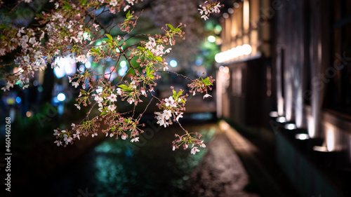 Beautiful sakura cherry blossom trees lineup at Takase river on night Kyoto.