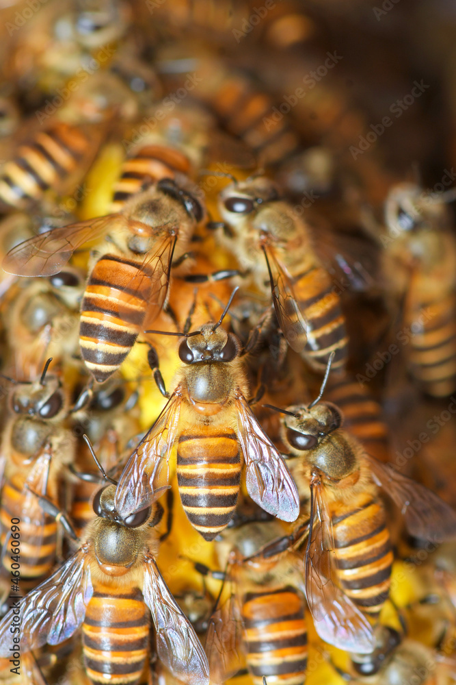Honey Bees on bee hive in Thailand and Southeast Asia. Honey Bees on bee hive in Thailand and Southeast Asia.