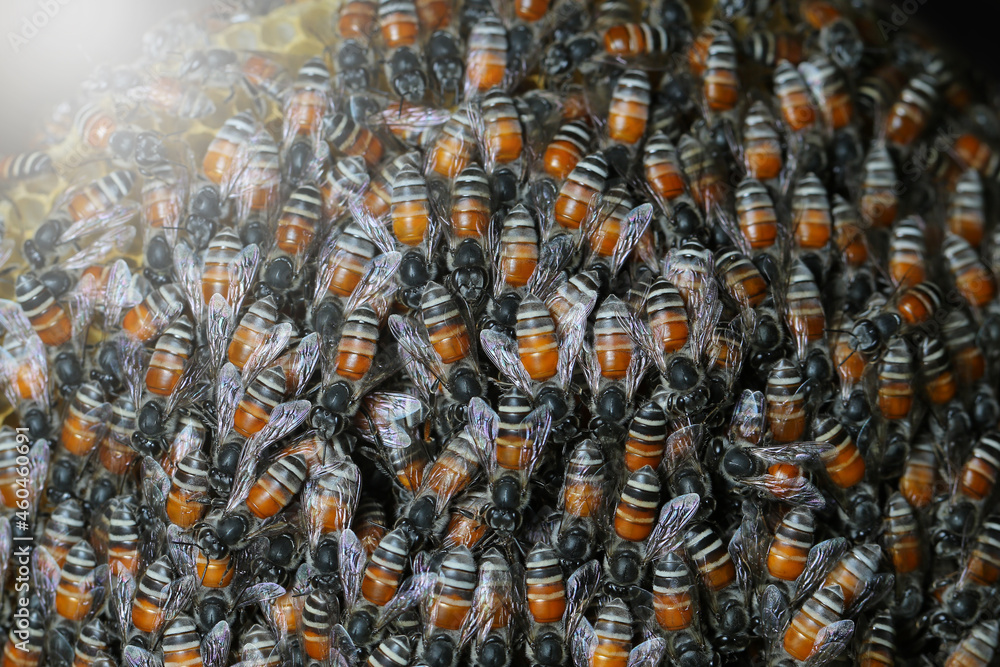 Honey Bees on bee hive in Thailand and Southeast Asia.