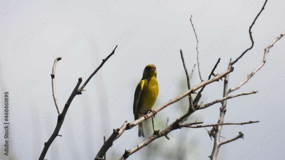 european greenfinch (chloris chloris) sits on a tree branch and sings on a blurred background. natural sound european greenfinch (chloris chloris) sits on a tree branch and sings on a blurred background. natural sound