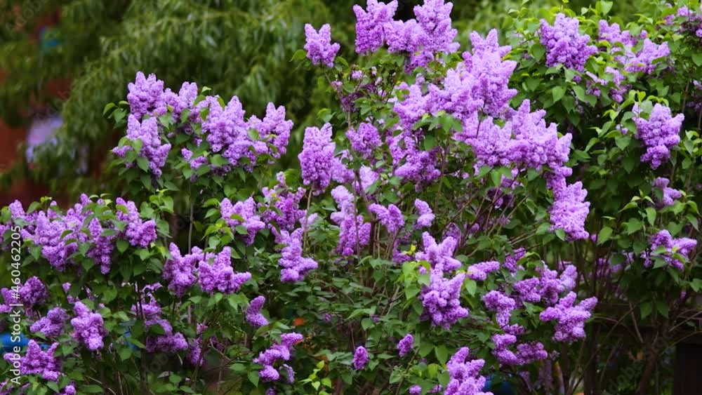purple lilac bush blooming in spring purple lilac bush blooming in spring