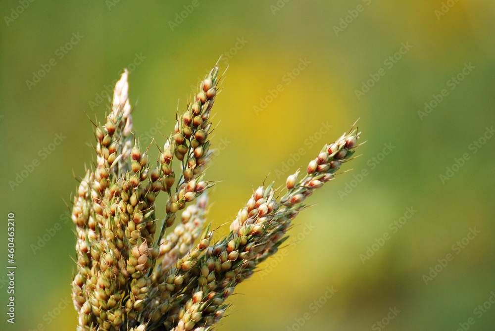 Nature scene of closeup flowers grass with blurred background 