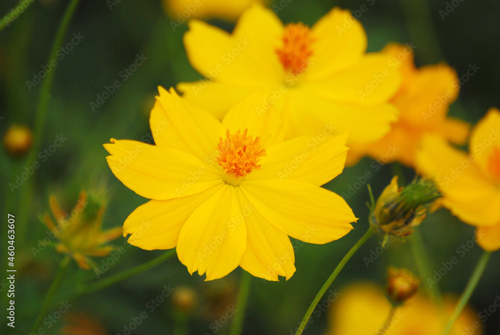 Flowers scene of blooming of yellow Sulfur Cosmos with blurred background - Floral backdrop and beautiful detail Flowers scene of blooming of yellow Sulfur Cosmos with blurred background - Floral backdrop and beautiful detail