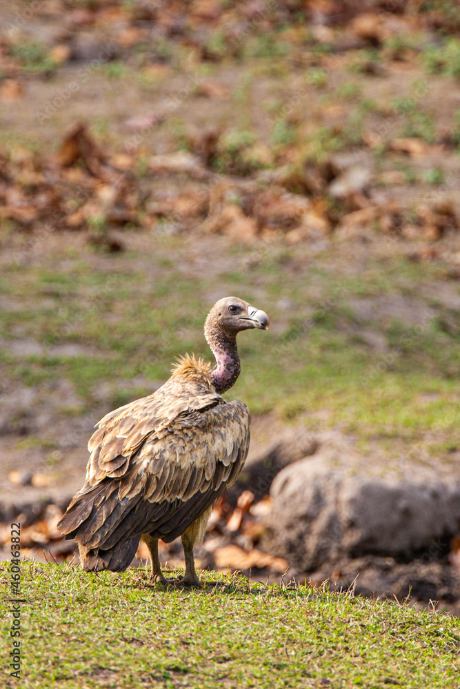 Long-billed Vulture sitting on the ground near a carcass in Bandhavgarh, India Long-billed Vulture sitting on the ground near a carcass in Bandhavgarh, India