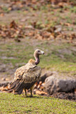 Long-billed Vulture sitting on the ground near a carcass in Bandhavgarh, India