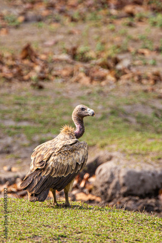 Long-billed Vulture sitting on the ground near a carcass in Bandhavgarh  India