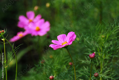 Natural Flowers scene of blooming of pink Sulfur Cosmos with blurred green background © kittinit
