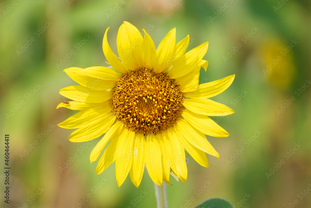 Closeup Sunflower is Big yellow flower in the field at Khao Jeen Lae Sunflower Feild Lopburi Thailand - Floral nature background and beautiful detail Closeup Sunflower is Big yellow flower in the field at Khao Jeen Lae Sunflower Feild Lopburi Thailand - Floral nature background and beautiful detail