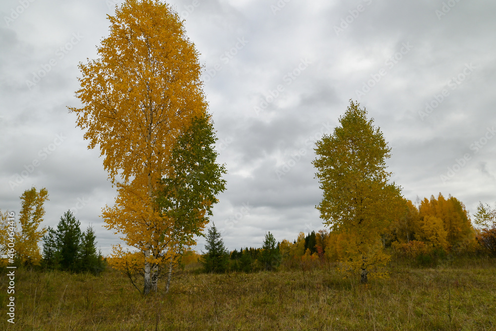 autumn landscape with yellow birches and forest 