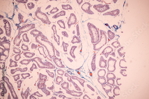Anatomy and Histological Ovary and Testis human cells under microscope. 