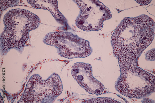 Anatomy and Histological Ovary and Testis human cells under microscope.
 photo