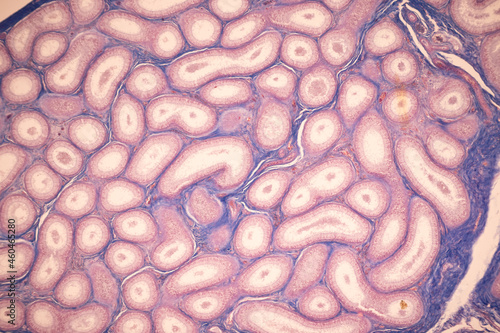Anatomy and Histological Ovary and Testis human cells under microscope.
 photo
