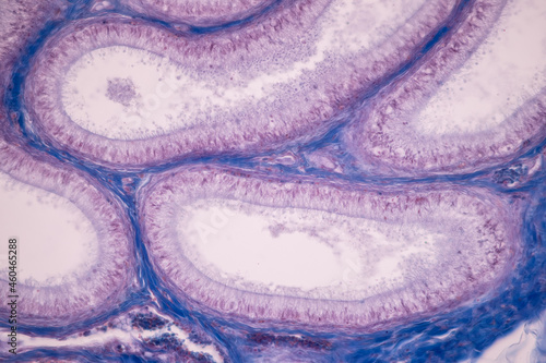 Anatomy and Histological Ovary and Testis human cells under microscope.
 photo