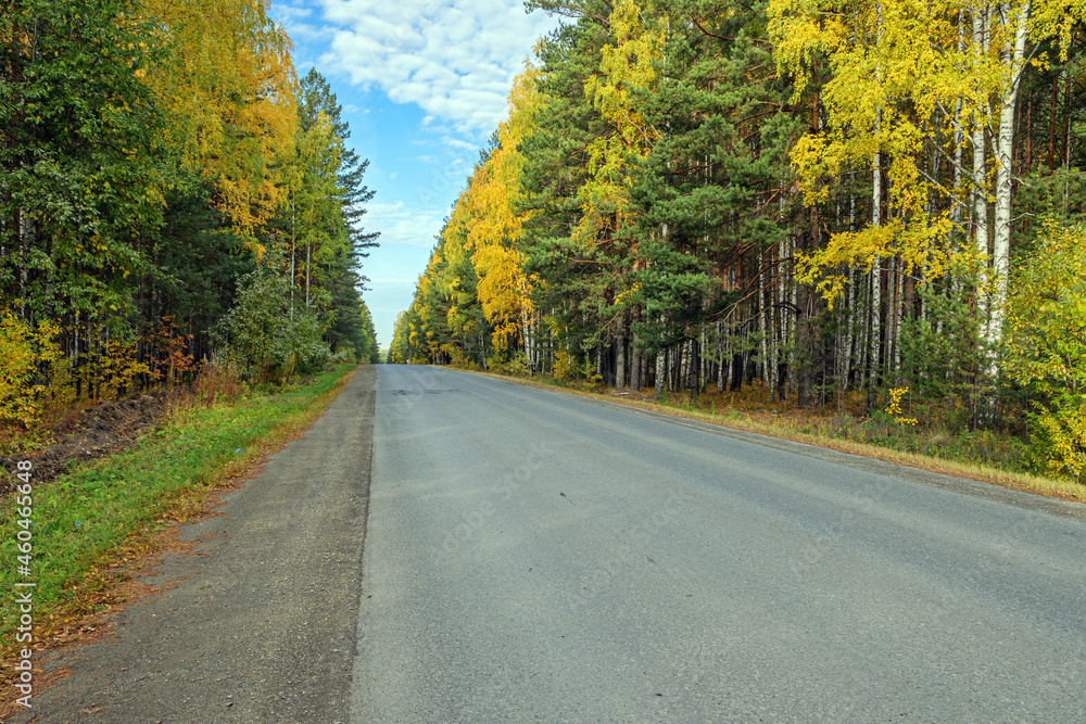Fototapeta premium The highway passes through the autumn forest