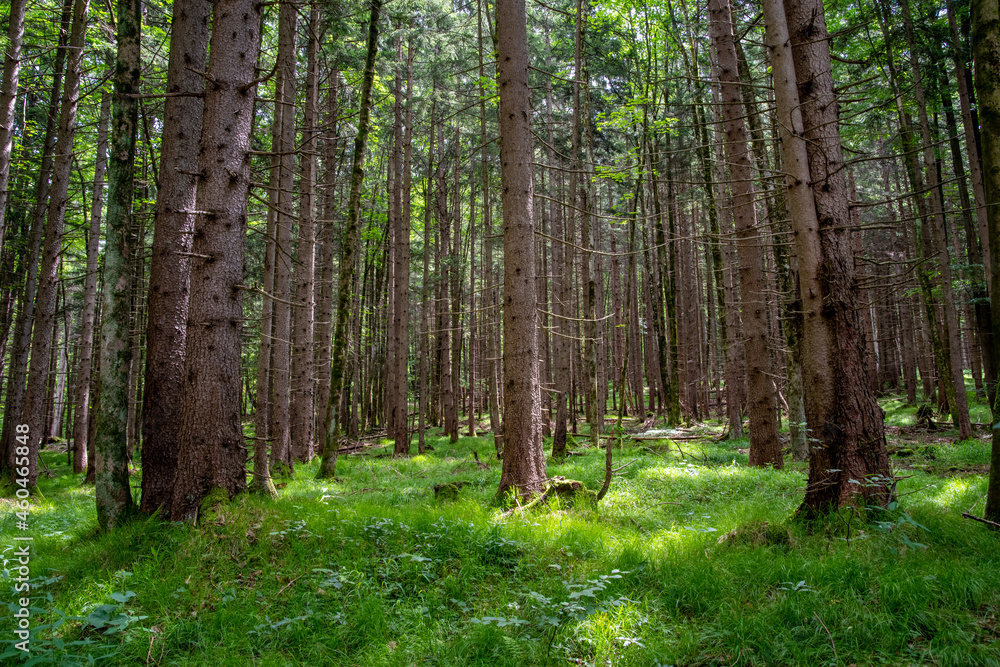 View of a light-flooded coniferous forest in spring