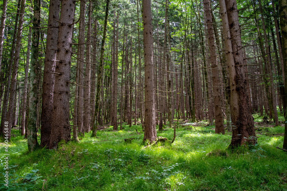 View of a light-flooded coniferous forest in spring View of a light-flooded coniferous forest in spring