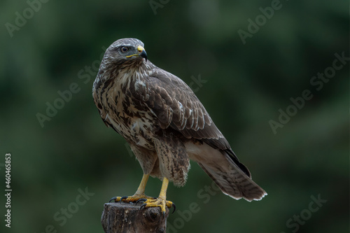  A beautiful Common Buzzard (Buteo buteo) sitting on a fence post at a pasture looking for prey. Noord Brabant in the Netherlands. Green background. 