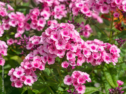 Pretty garden phlox Pink Flame flowers in a garden