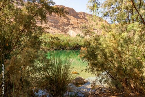 An oasis near the Dead Sea. A tropical nature reserve in the desert. Einot Tsukim, Ein Feshkha. High quality photo photo