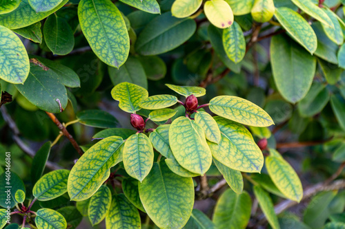 Green leaves and bud of plant