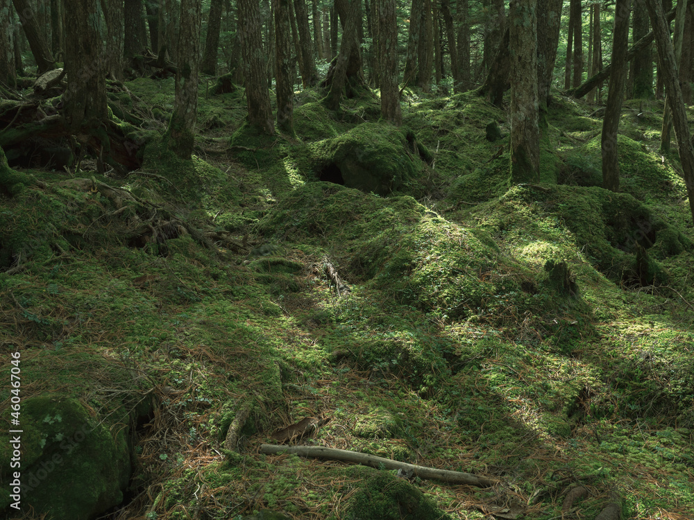 Obraz premium 長野県白駒池の苔の森 秋